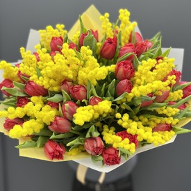 Букет из 51 красного пионовидного тюльпана и мимозы