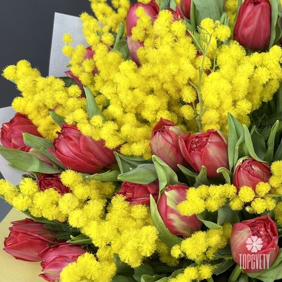 Букет из 51 красного пионовидного тюльпана и мимозы