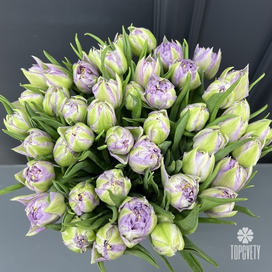 Букет из 51 сиреневого тюльпана в коробке