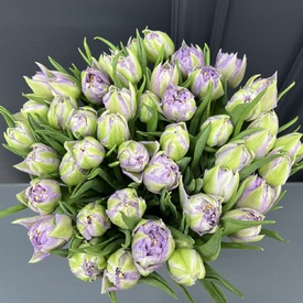 Букет из 51 сиреневого тюльпана в коробке