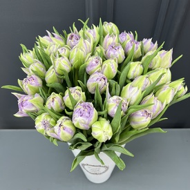 Букет из 51 сиреневого тюльпана в коробке