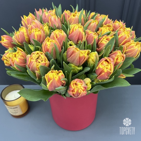 Букет из 51 желто-красного пионовидного тюльпана в коробке