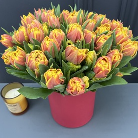 Букет из 51 желто-красного пионовидного тюльпана в коробке