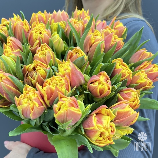 Букет из 51 желто-красного пионовидного тюльпана в коробке