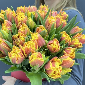 Букет из 51 желто-красного пионовидного тюльпана в коробке