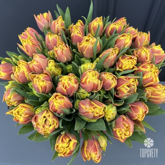 Букет из 51 желто-красного пионовидного тюльпана в коробке