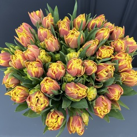 Букет из 51 желто-красного пионовидного тюльпана в коробке