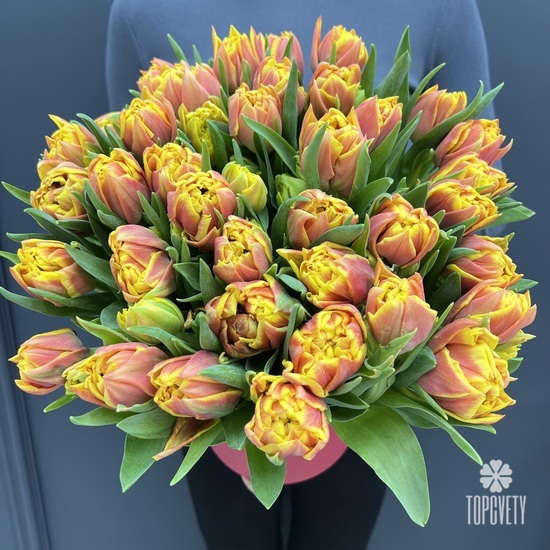 Букет из 51 желто-красного пионовидного тюльпана в коробке