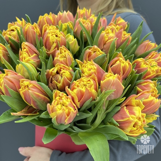 Букет из 51 желто-красного пионовидного тюльпана в коробке