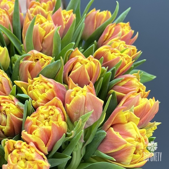 Букет из 51 желто-красного пионовидного тюльпана в коробке