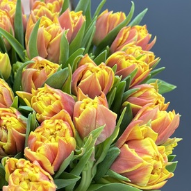 Букет из 51 желто-красного пионовидного тюльпана в коробке