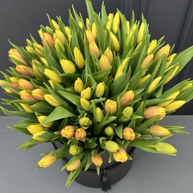 Букет из 101 тюльпана в коробке