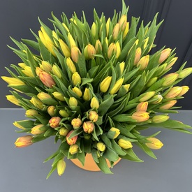 Букет из 101 желтого тюльпана в коробке