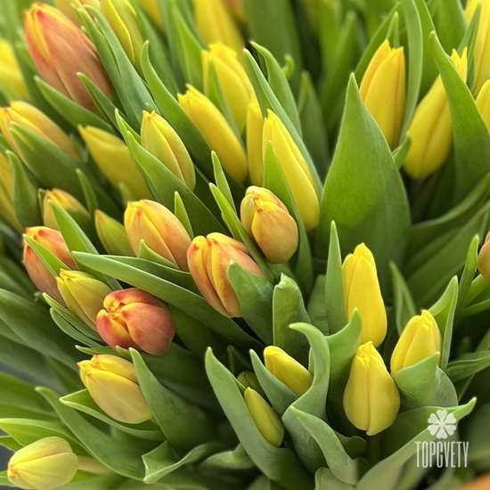 Букет из 101 желтого тюльпана в коробке