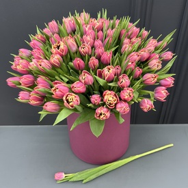 Букет из 101 розового пионовидного тюльпана в коробке