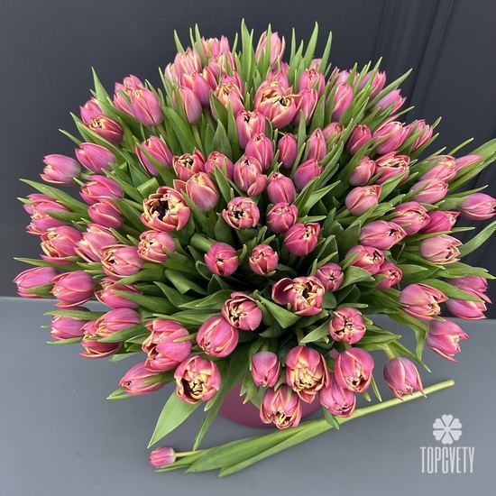Букет из 101 розового пионовидного тюльпана в коробке