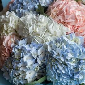 Букет из 15 гортензий микс