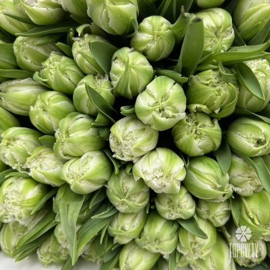 Букет из 101 зеленого тюльпана