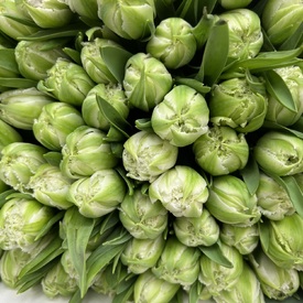 Букет из 101 зеленого тюльпана