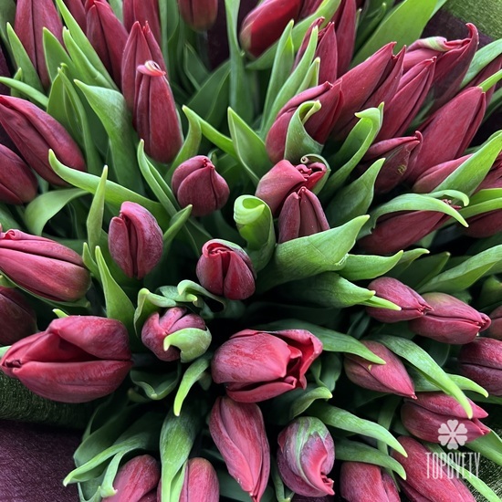 Букет из 51 красного тюльпана