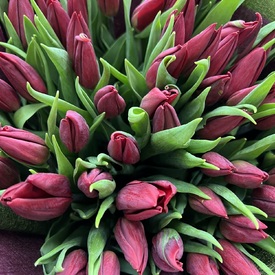 Букет из 51 красного тюльпана