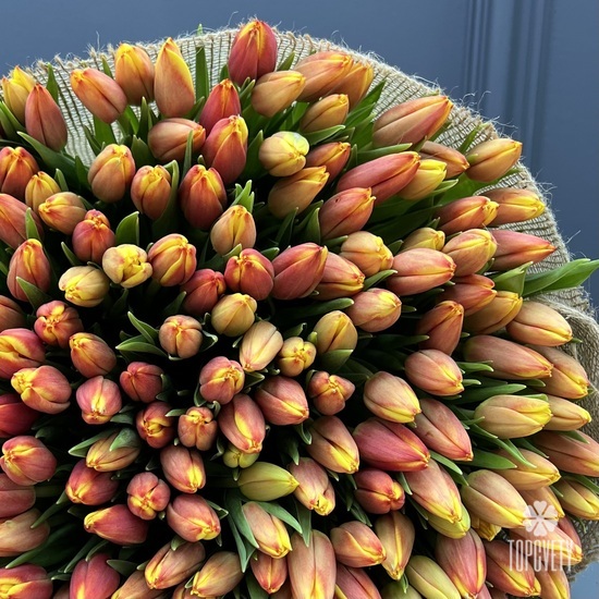 Букет из 201 тюльпана 