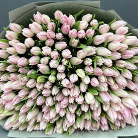 Букет из 251 тюльпана