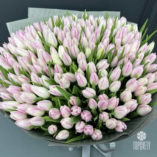 Букет из 251 тюльпана