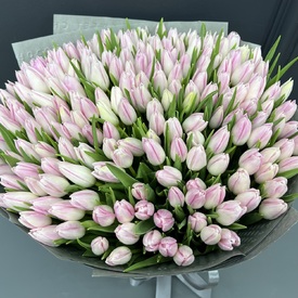 Букет из 251 тюльпана