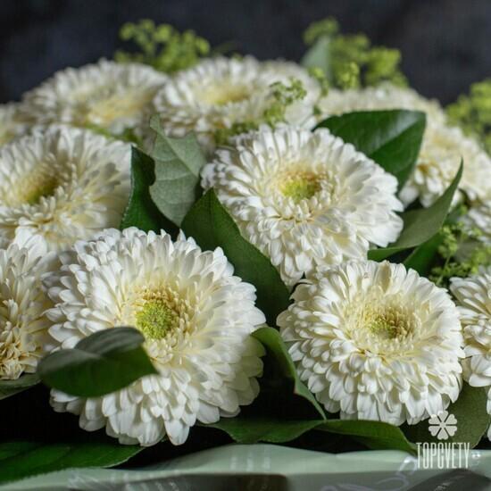 Букет из 35 белых гербер