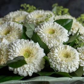 Букет из 35 белых гербер