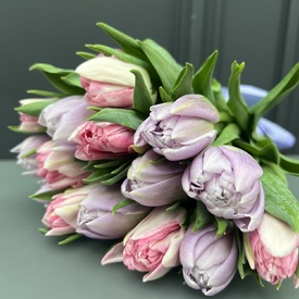 Букет из 15 сиреневых и розовых пионовидных тюльпанов