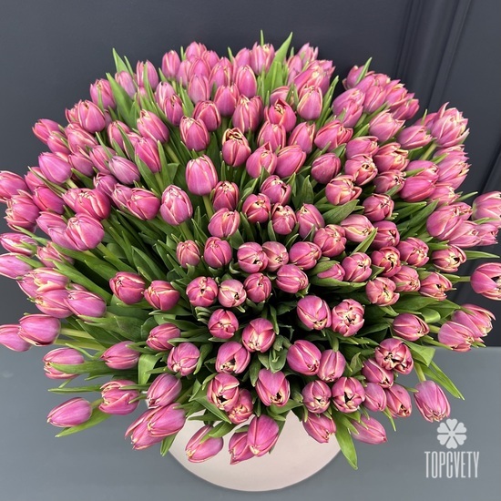 Букет из 251 пионовидных  тюльпанов в коробке