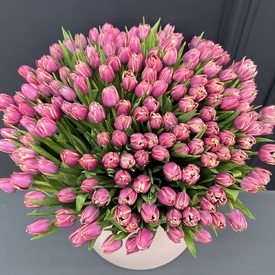 Букет из 251 пионовидных  тюльпанов в коробке