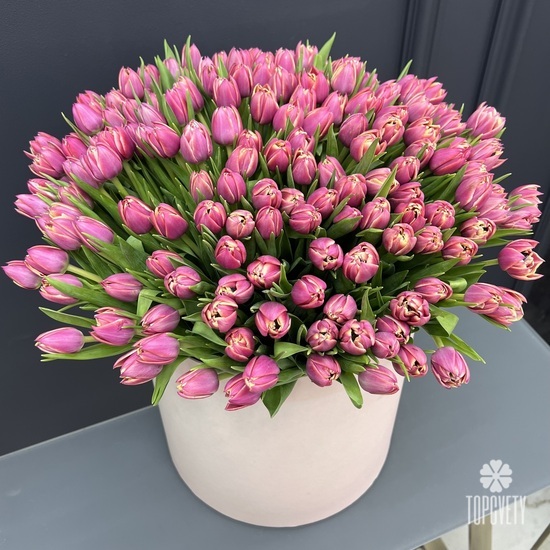 Букет из 251 пионовидных  тюльпанов в коробке