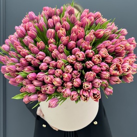 Букет из 251 пионовидных  тюльпанов в коробке