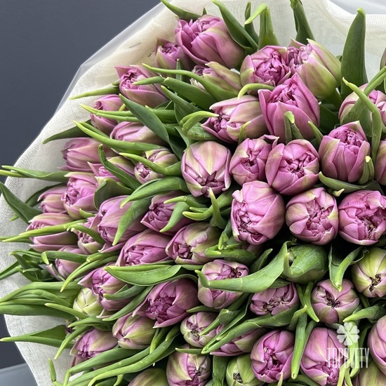Букет из 101 сиреневых пионовидных тюльпанов