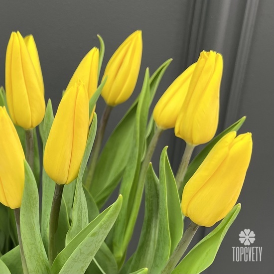 Букет из 15 желтых тюльпанов