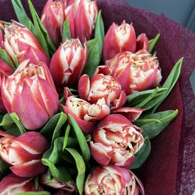 Букет из 21 пионовидного тюльпана