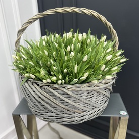 Корзина из 251 белого тюльпана