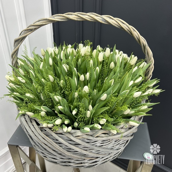 Корзина из 251 белого тюльпана