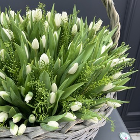 Корзина из 251 белого тюльпана