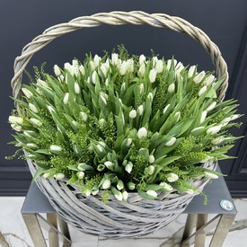 Корзина из 251 белого тюльпана