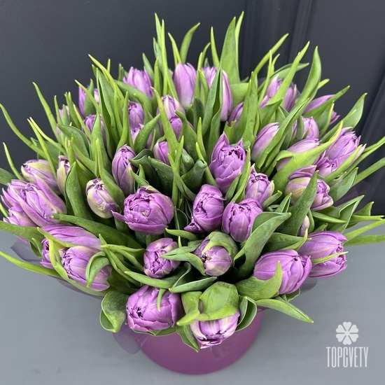 Букет из 45 сиреневых пионовидных тюльпанов в шляпной коробке