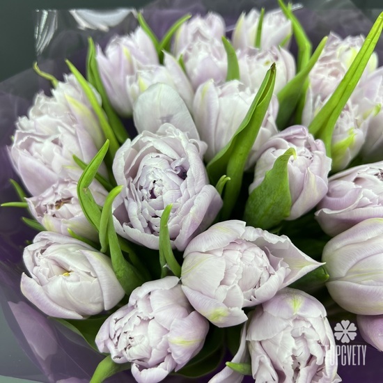 Букет из 25 сиреневых пионовидных тюльпанов