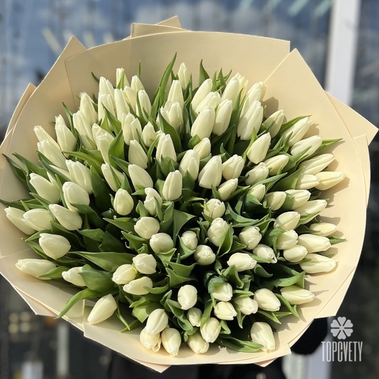 Букет из 151 белого тюльпана