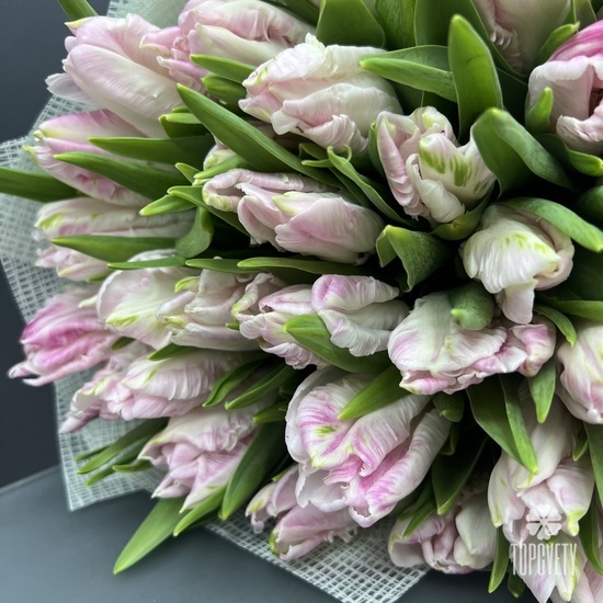 Букет из 51 розового пионовидного тюльпана