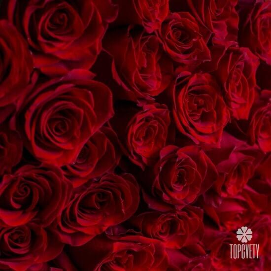 Букет из 51 красной розы Эксплорер 70см