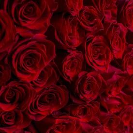 Букет из 51 красной розы Эксплорер 70см