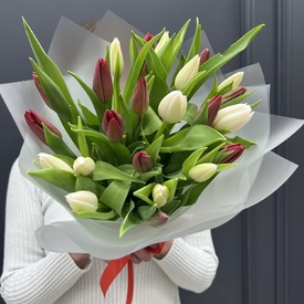 Букет из 25  белых и красных тюльпанов